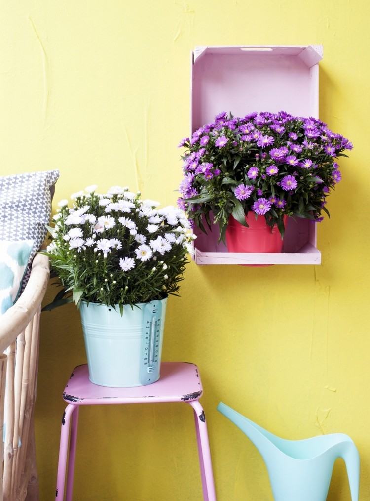 höstblommor-balkong-gul-väggkrukor-höst aster-härdig-vit-lila