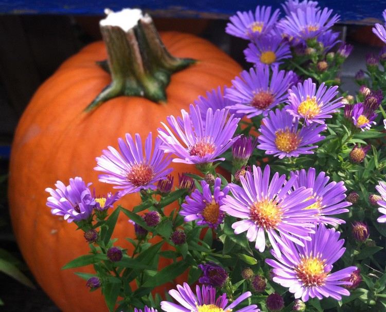 höst-blommor-balkong-höst aster-lila-knosten-pumpa-höstdekoration