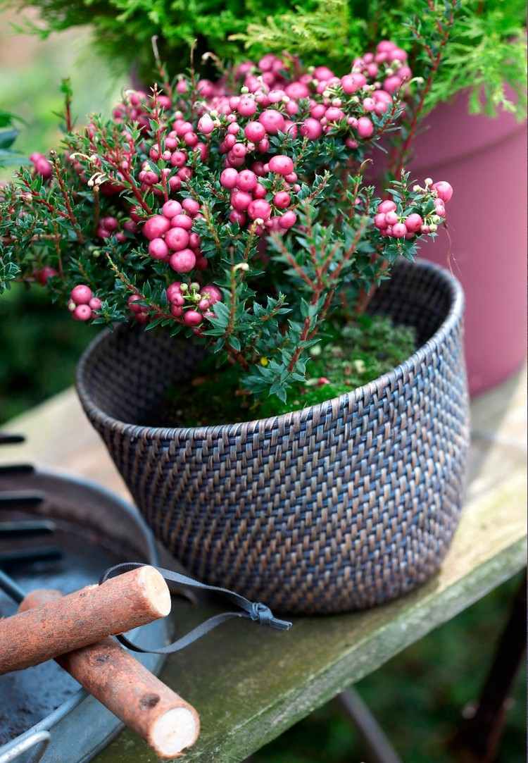 höstblommor-balkong-torvmyrt-pernettya-rosa-bär-rotting-blomkruka