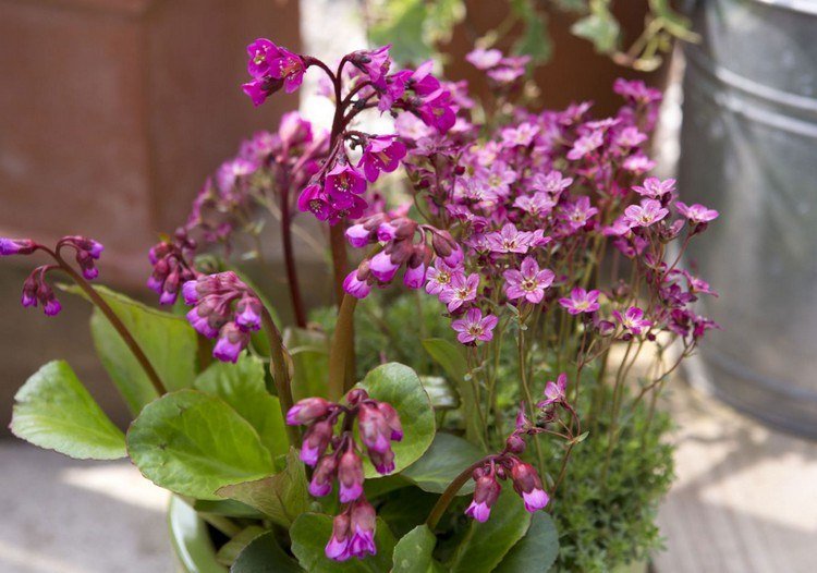 höst-blommor-balkong-bergenie-höst-blomma-lila-blommor-balkong-växt