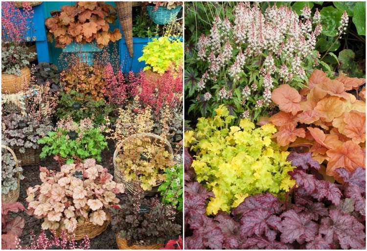 heuchera-blad-dekorationer-höstlöv-ljusa-färg-hinkar