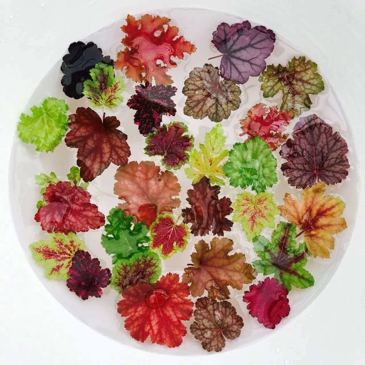 heuchera-lila klockor-lövverk-växter-sorter