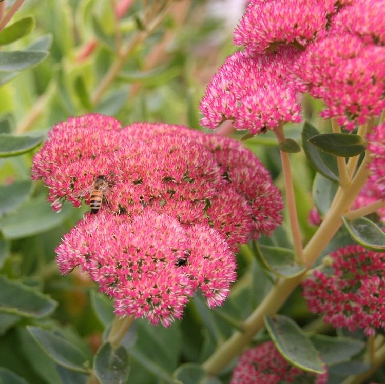 sedum-höst-glädje