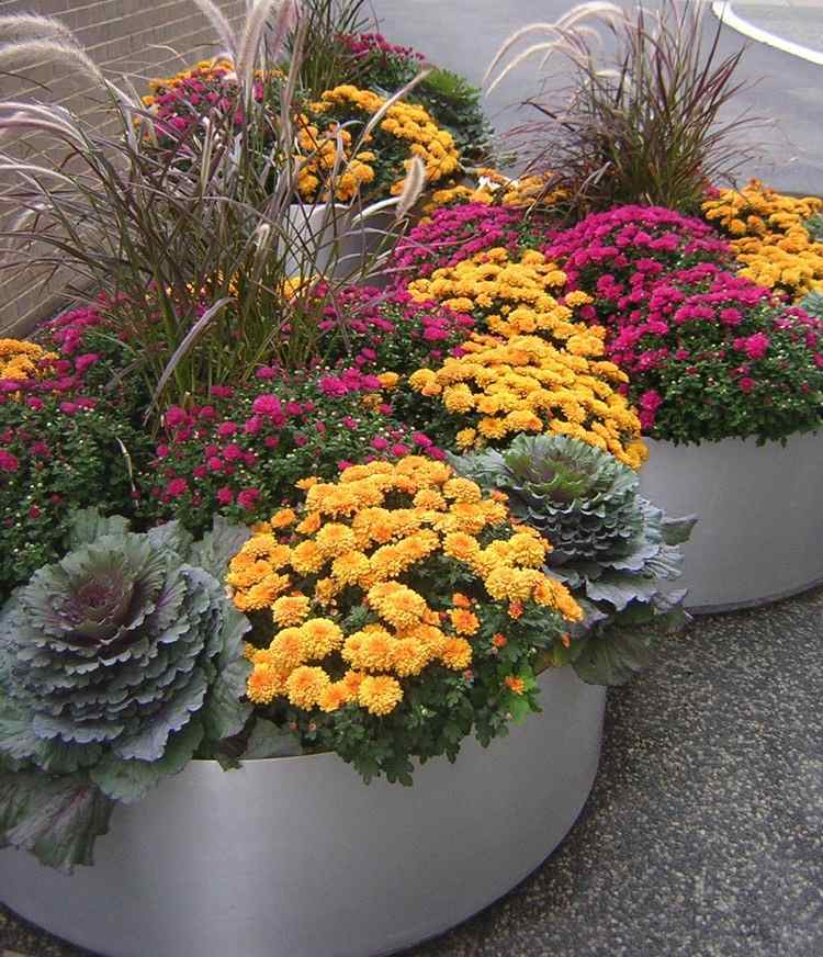 höst-blommor-plantering-asters-krysantemum-kål-lampan renare gräs