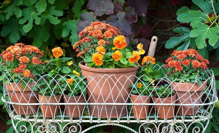 Höstblommor för balkonger lerpannor-penséer-krysantemum-orange-färger