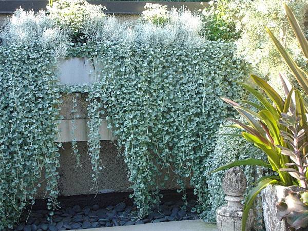 Stenmur betongvägg klätterväxter idéer trädgård