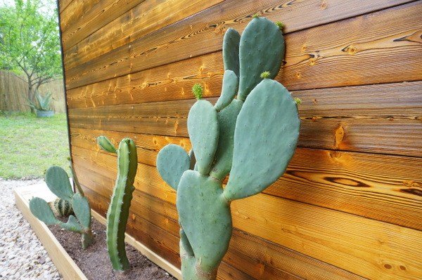 Kaktusar soliga platser fina idéer
