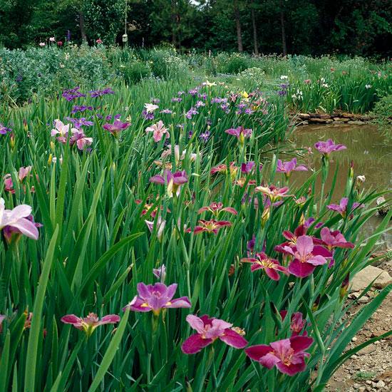 Louisiana Iris vatten trädgård damm konstruktion strand