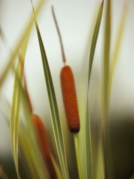 Cattail vatten trädgård damm konstruktion