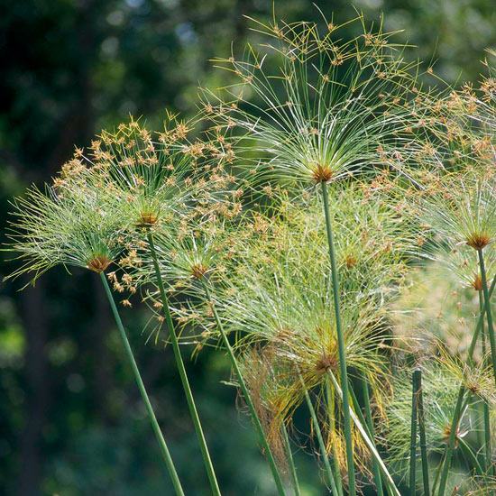 Papyrusväxtarter lämpliga för vattenträdgårdar