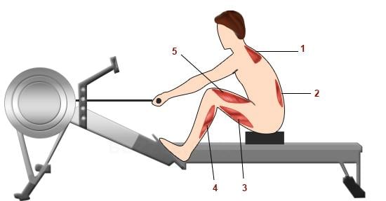 Rodd ergometer illustration spända muskler