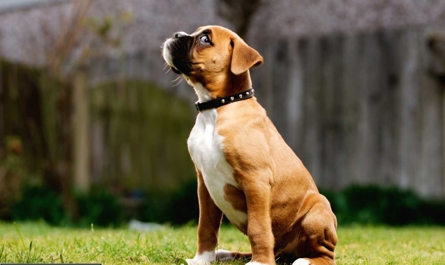 Boxer-hund-sittande-äng-med-blå-ögon