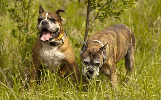 Boxer-hundar-två-i-fältet-grönt