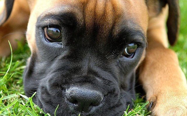 liten-boxare-hund-nära-bild-ögon