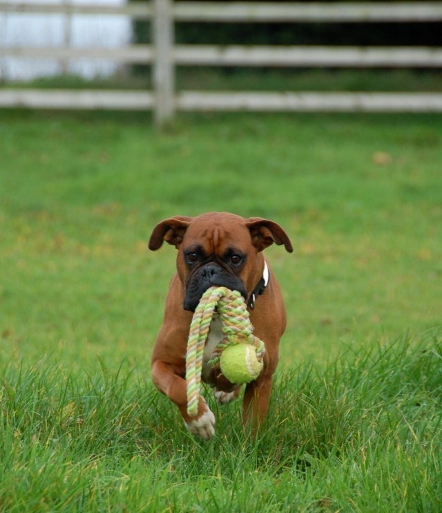hund-boxare-med-boll-mun-äng