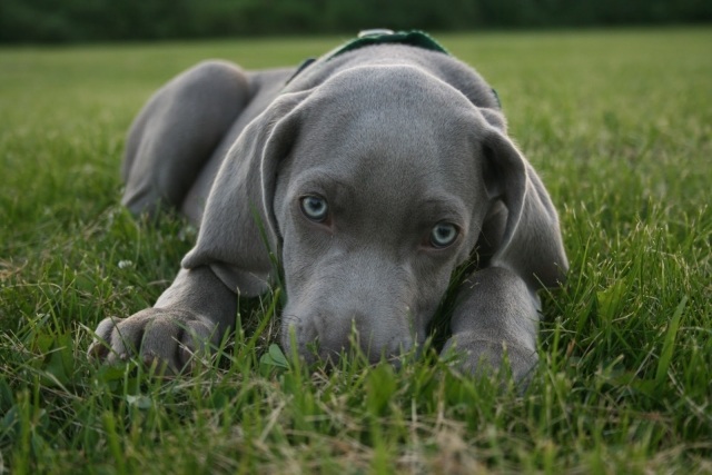 grå-boxare-hund-valp-liggande-äng