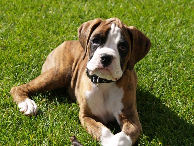 boxare-liggande-hund-head-up