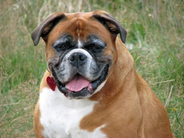 boxare-hund-nära-bild-huvud-utanför