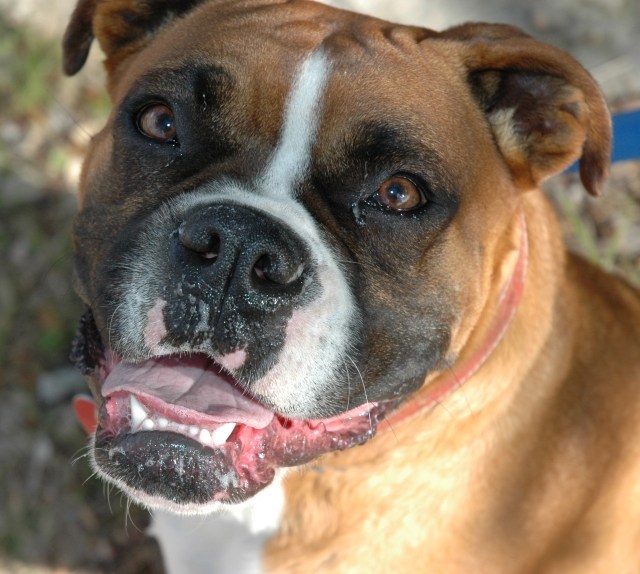 Boxer-hund-huvud-bild-tunga-tänder