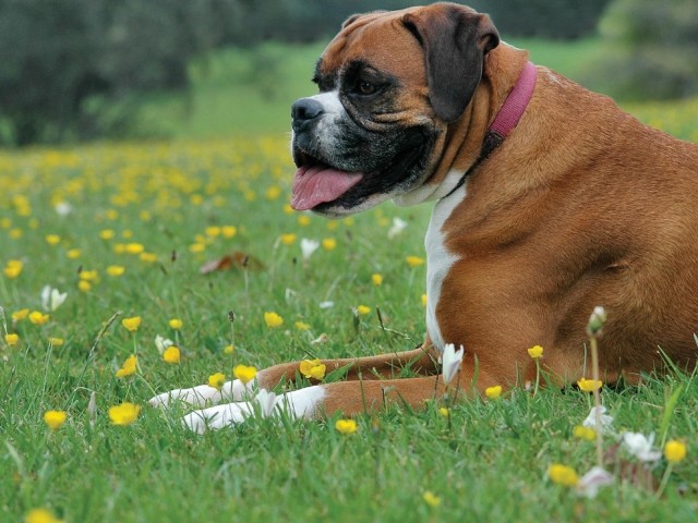 boxare-hund-på-äng-gröna-blommor