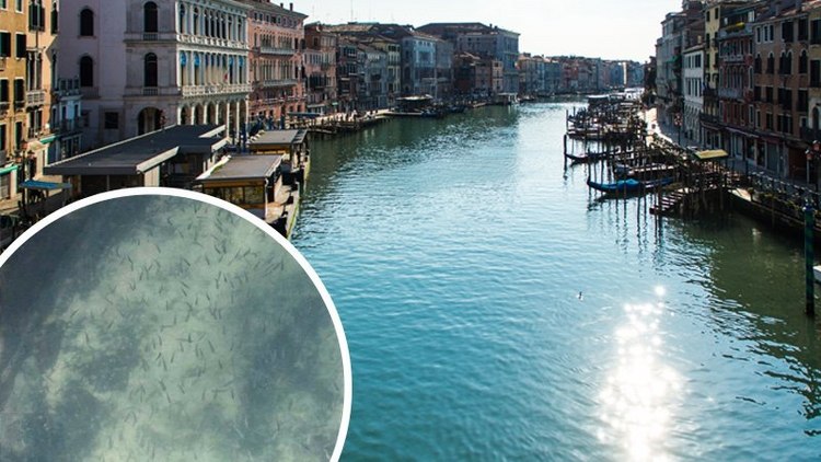 på grund av coronavirusepidemin blått vatten med fisk i Venedig