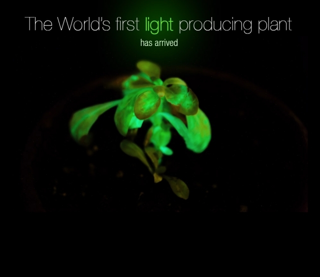 genetiskt modifierad växt ljusproducerande bioglow usa