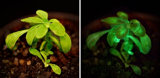 genetiskt modifierade växter producerar ljus