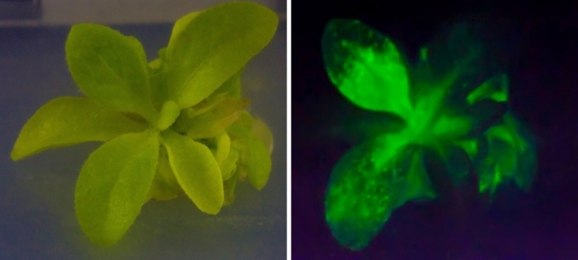 genmodifierad växt lyser mörkgröna toner