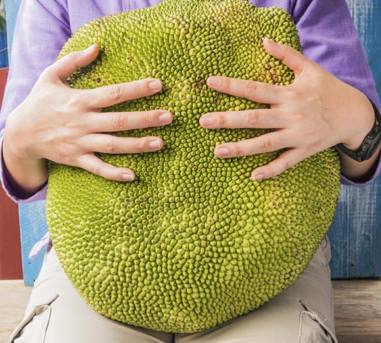 Jackfruit-stor-frukt-exotisk-skal-grön