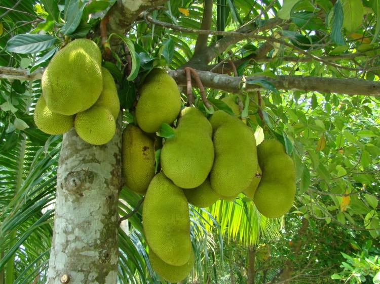 jackfruit-vegan-vegarian-mat-kött-substitut