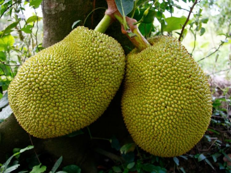 jackfruit-vild-jackfruit-träd-tropisk-skog-plantage