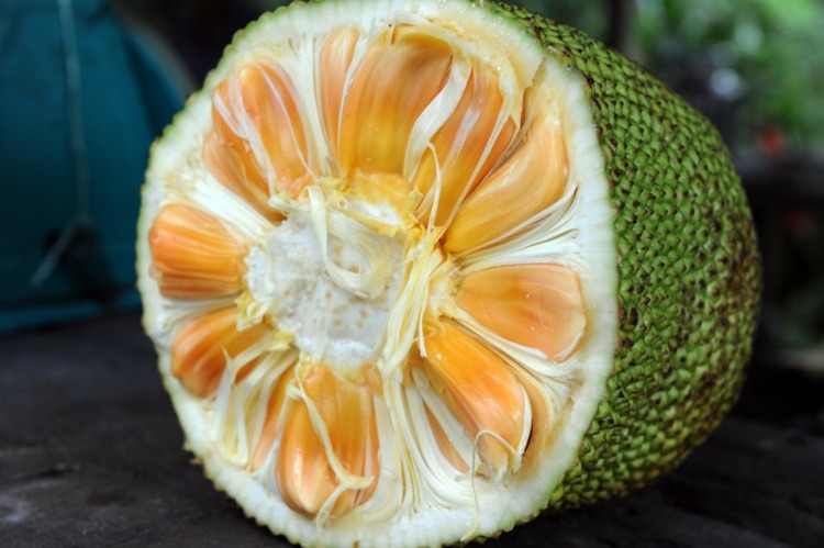 jackfruit indien-bangladesh-frukt-träd-trä-möbel-tillverkning
