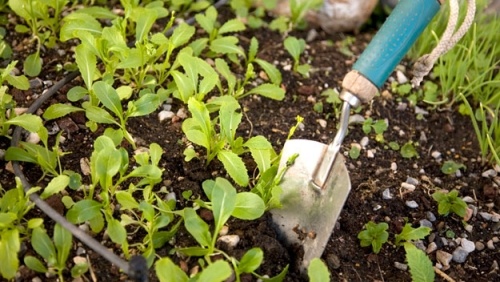 trädgårdsarbete vår checklista för trädgårdsmästare växt säng