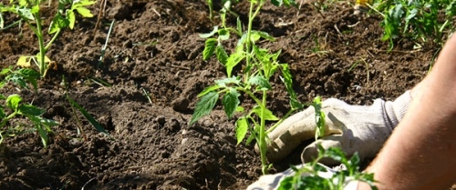 checklista för trädgårdsarbete vår för trädgårdsmästare som planterar