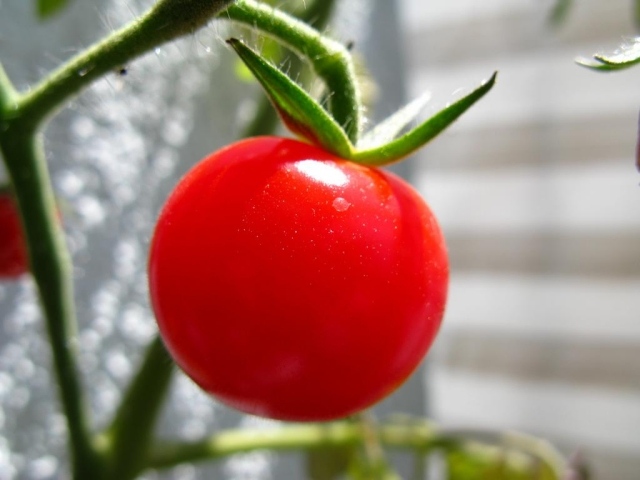 hälsosamma tips tips fördelar nackdelar tomater gå ner i vikt