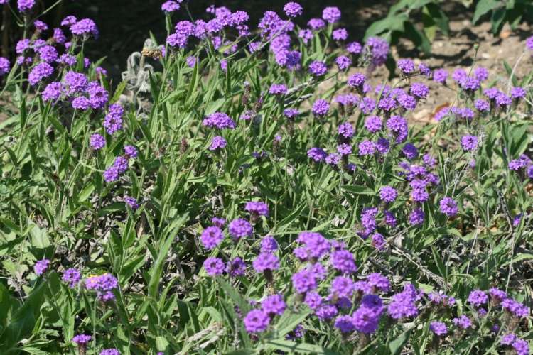 glandularia-blomma-mark-lock-rabatt-inspiration-violett
