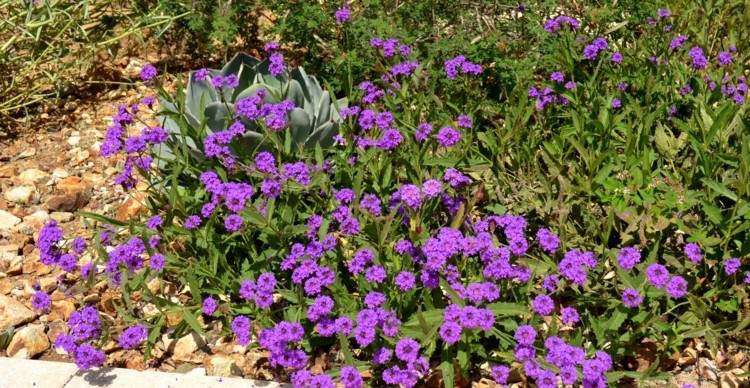 glandularia-blomma-mark-täck-låg-växt-art-lila