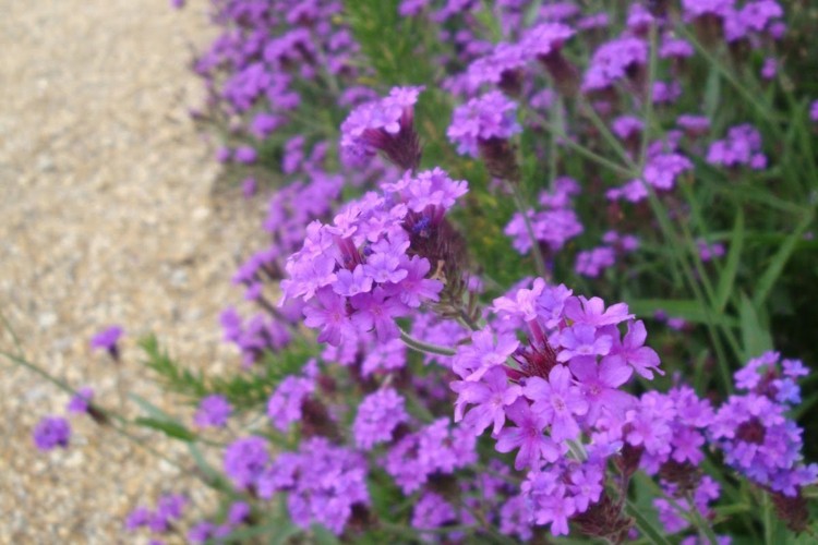 glandularia-flower-ground-cover-schnitt-ueppig-garden-mattan