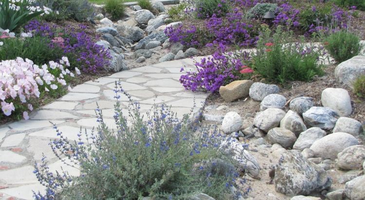 glandularia-blomma-mark-täck-trädgård-stig-dekoration-stenar