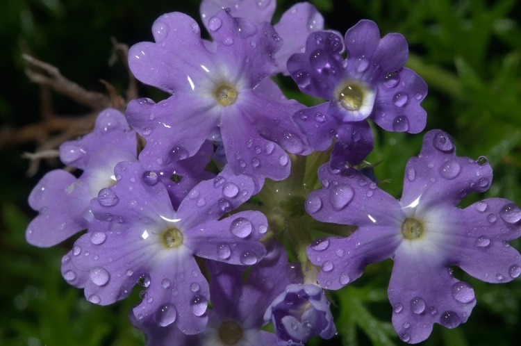 glandularia-blomma-som-mark-lock-lila-färg-blomma-drop-trädgård