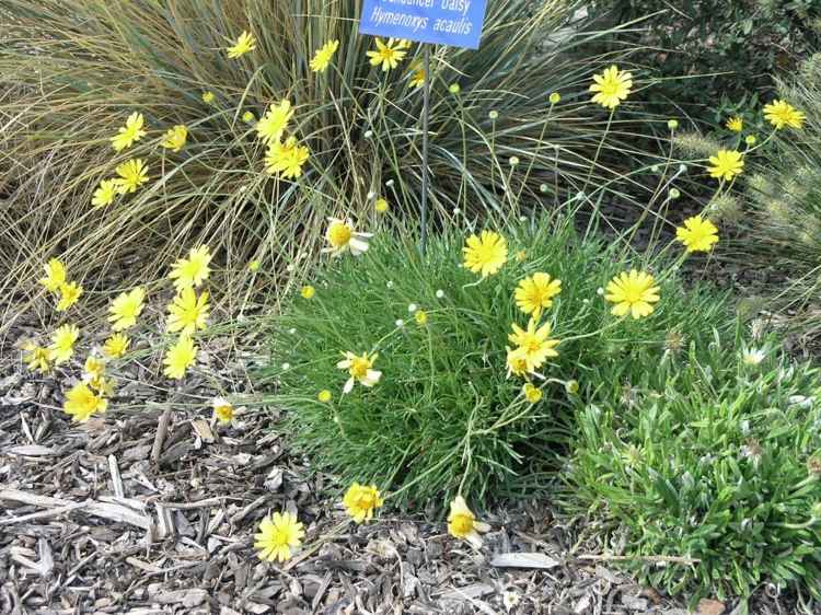 glandularia-flower-ground-cover-tetraneuris-acaulis-yellow-gaenseblume-ziergraeser