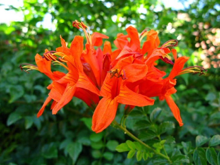 glandularia-flower-groundcover-cape-kaprifol-apelsin-blomma-mix