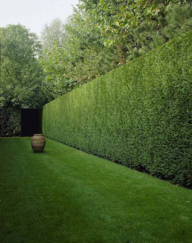 häck-i-trädgården-sekretess-skydd-trädgård-idé-grön-gräsmatta