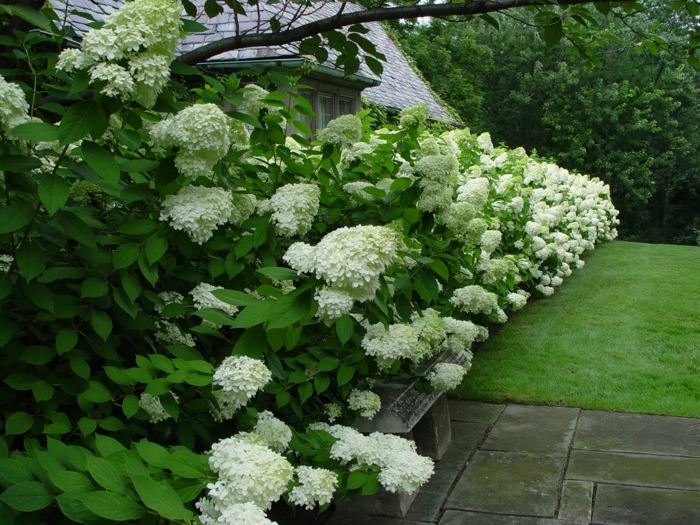 häck i trädgården vit lila buske doft idé