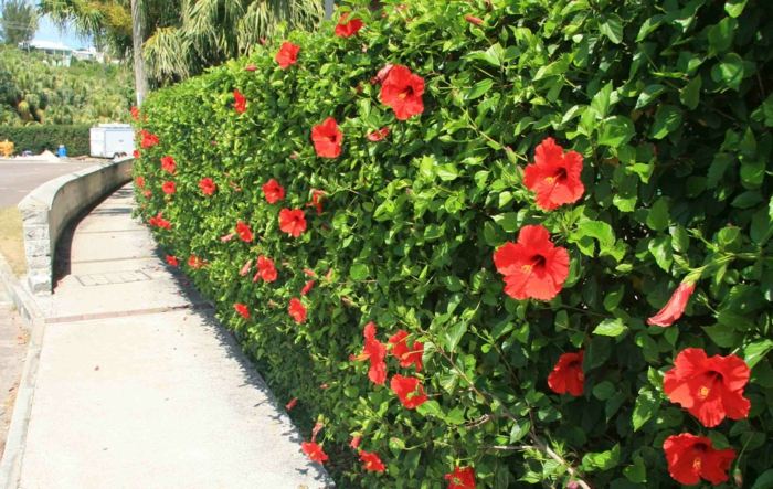 trädgård design häck hibiskus röda blommor buskar bort