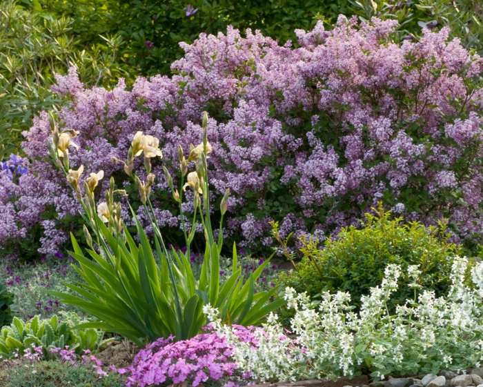 lila häck i trädgården lila doft landskap design idé