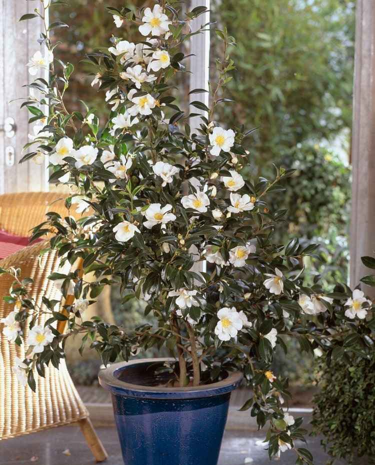 Camellia sasanqua behöver en skyddad plats i trädgården