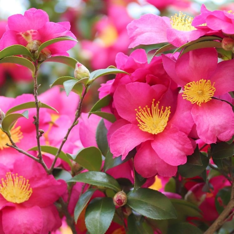 Rosa höstkamelia med öppna blommor och gul pollen