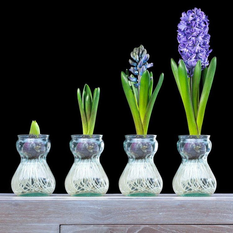 Hyacint i ett glas - vård och tips för en vacker blomma