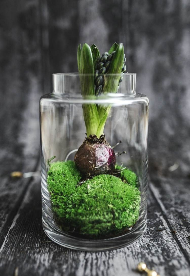 Hyacint i glas med mossa för dekoration av naturmaterial